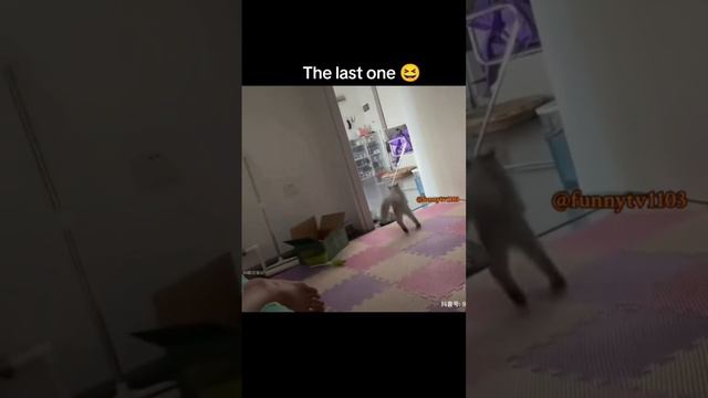 маленькие котята
