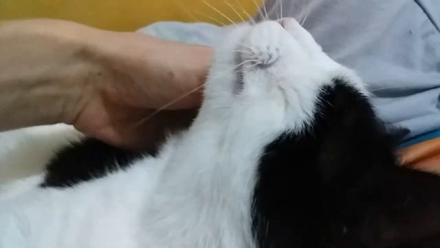 Дома с Чижиком