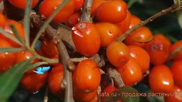 Облепиха женский Дружина hippophae rhamnoides ? обзор: как сажать саженцы облепихи Дружина