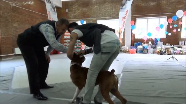 Выставки в Тольятти 15 июня 2014 года