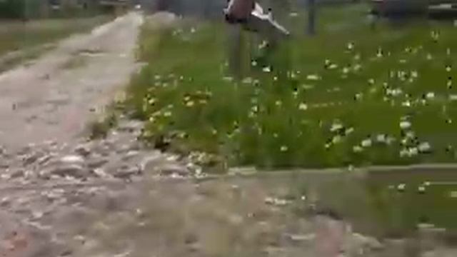 жопа на дороге