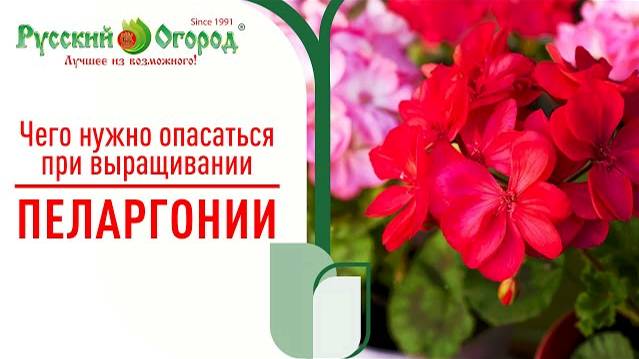 #ПЕЛАРГОНИЯ она же #ГЕРАНЬ. Выращивать ее просто если знать ЭТИ простые правила.