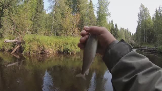 За хариусом на новую речку по границе пермского края и коми. Сжег сеть.
