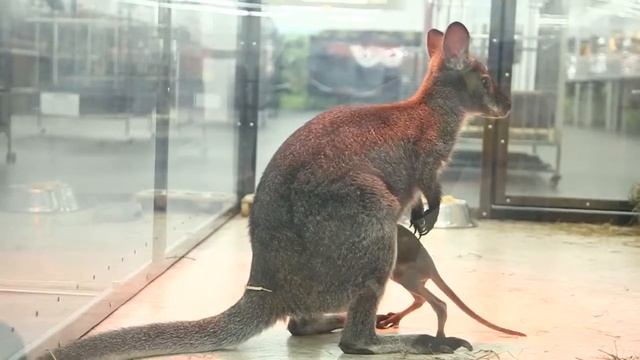 КЕНГУРУ И МАЛЫШ ЗАЛАЗИТ В СУМКУ К МАМЕ