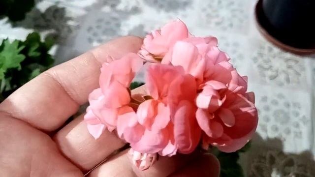 Сортовые пеларгонии и бугенвиллии. Цветение в январе.