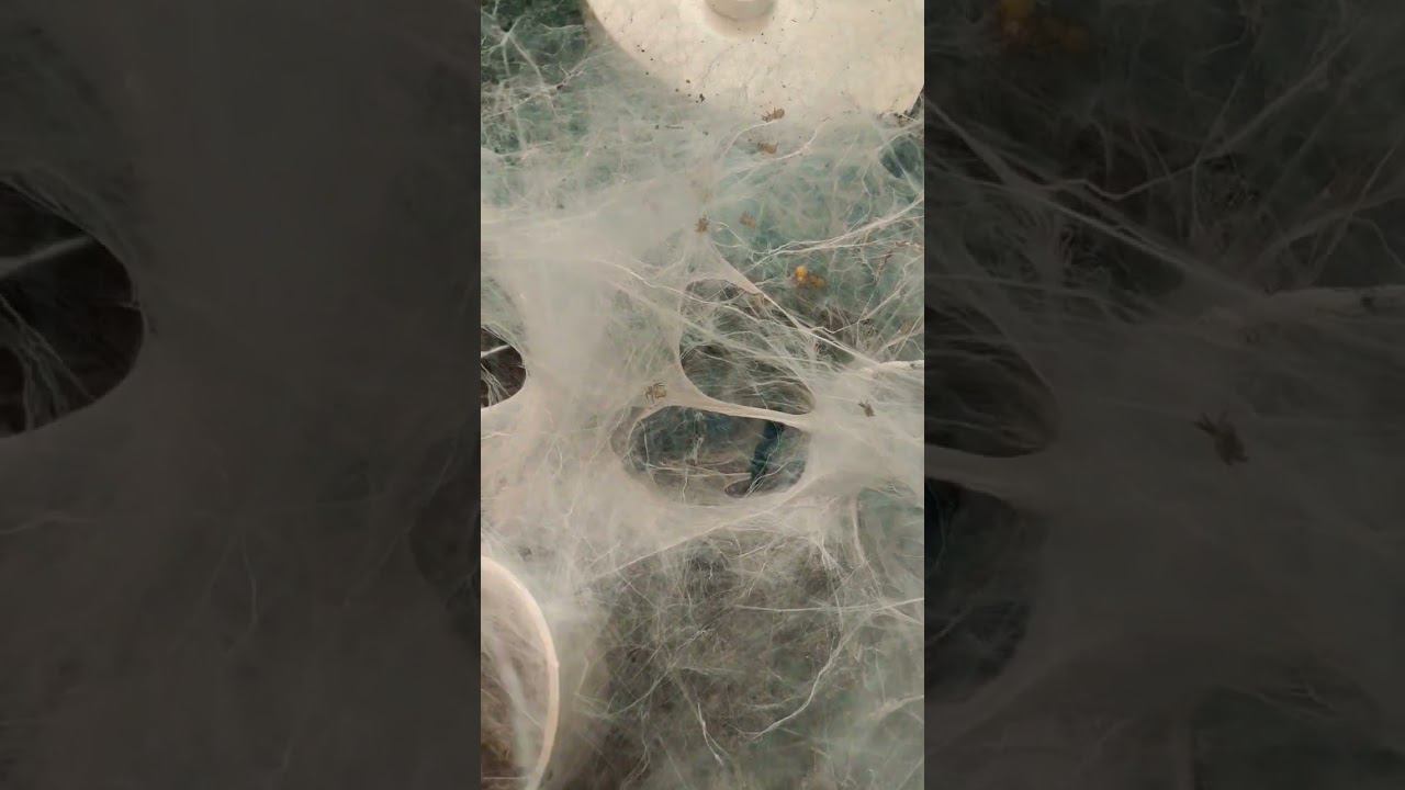 Самка Monocentropus balfour выпустила малышей.