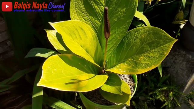 Harga anthurium jemani dan jenisnya/harga anthurium gelombang cinta/