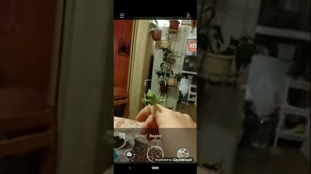Как кормить богомола