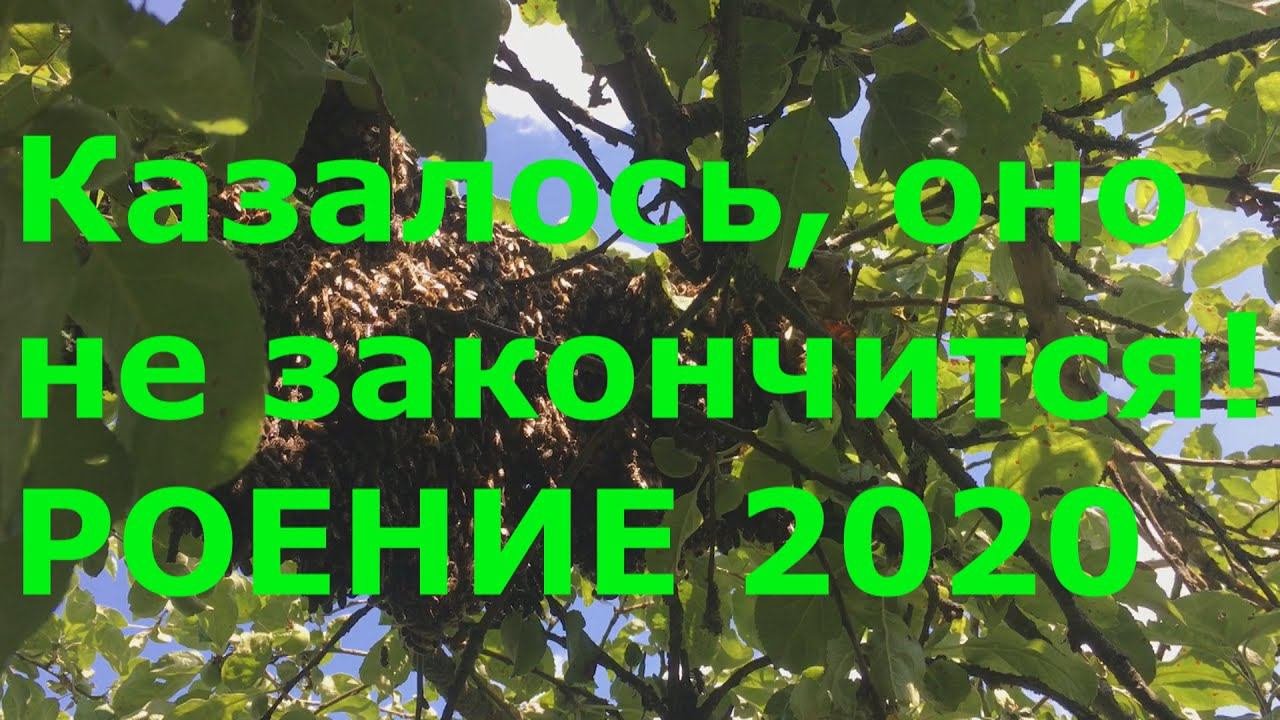 Рои 2020 Большие странные и огромные!