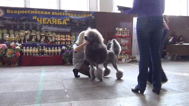 00230Моно пуделей 'ЧЕЛЯБА' 2015