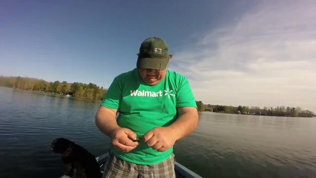 Couple of Pickerel with Berkley Gulp minnow