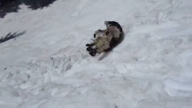Альфа катается с горы