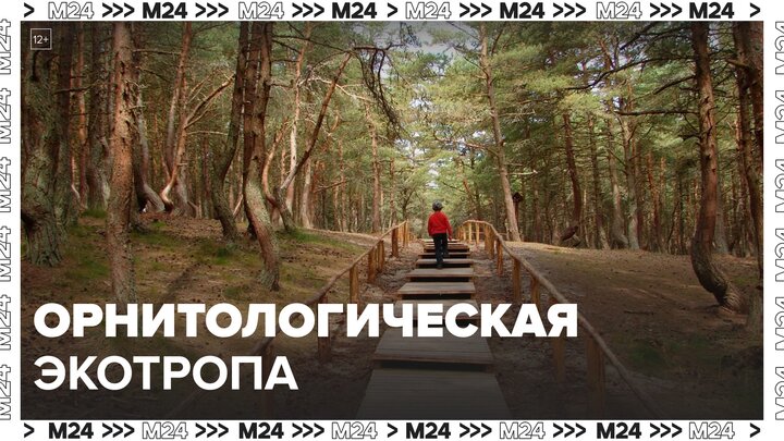 Первая в РФ орнитологическая экотропа открылась в парке "Лосиный остров" - Москва 24