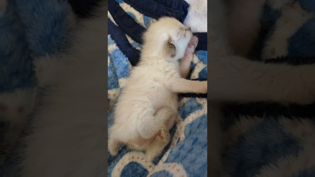 Сладкий малыш #меконгскийбобтейл