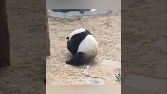ЗАБАВНЫЕ ЖИВОТНЫЕ!👍😉