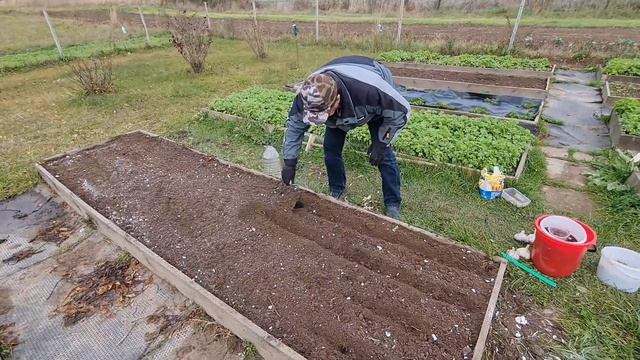 Посадка  озимого чеснока