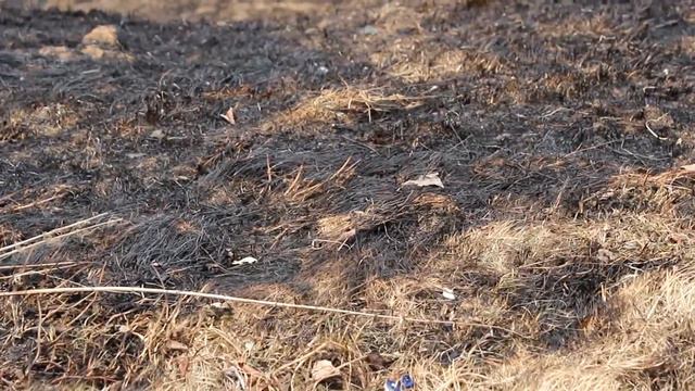 Кружок "Юный натуралист", Керженский заповедник: "Нам есть чем заняться вместо поджогов!"