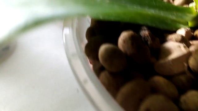 Через 10 дней после полива с аминокислотами Жива