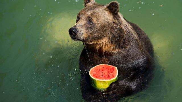 смотреть приколы про животных