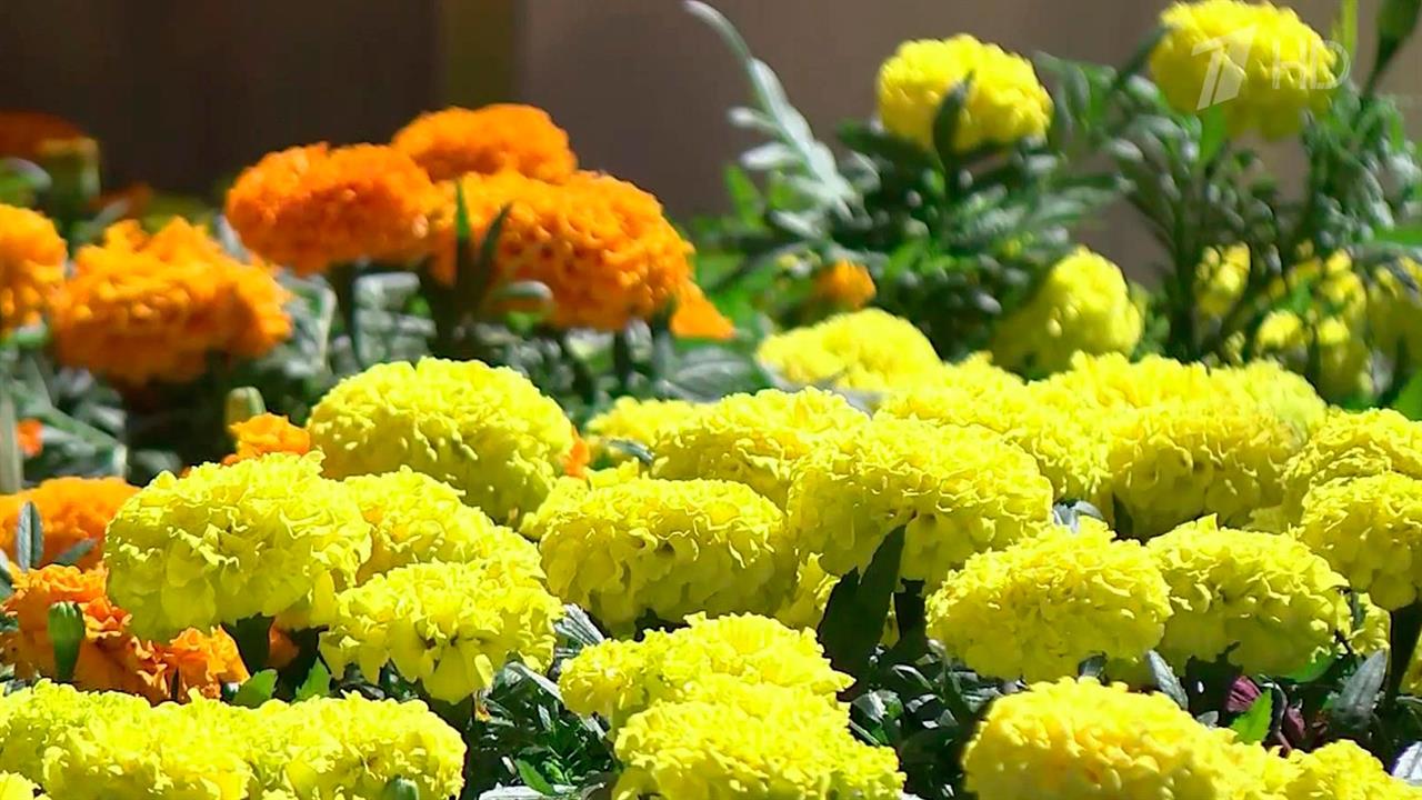 Фестиваль цветов в ГУМе - огромный сад в самом сердце столицы