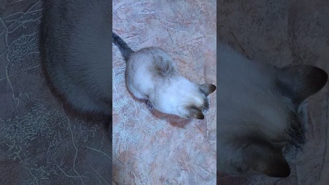 Мариса🐾 - тайская кошка😍 #коты #shortsanimals #trend #животные #котики #cats #catlife #кошки #short