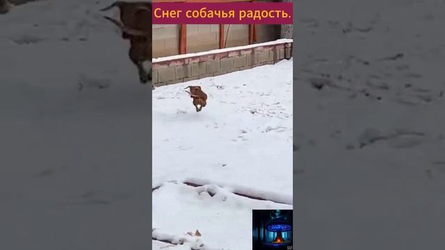 Собачья радость.