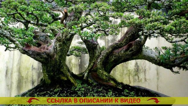 😎 Декоративное дерево бонсай 🔴 Продажа комнатных растений на авито в астрахани ❌