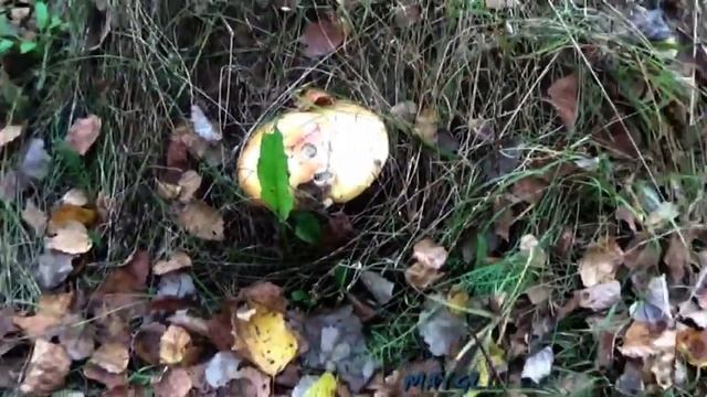 Грибы в лесу после дождя