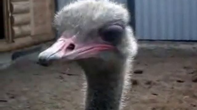Страус кричит