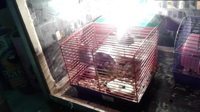 Хомяки под энергетиком (режим TURBO)