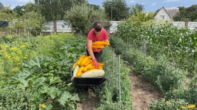 Спасаю Индюков Не уеду пока не сделаю Огород где все росте