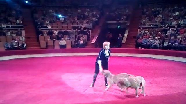 Собаки в цирке. Мастиффы в цирке. Мастиф. Mastiff
