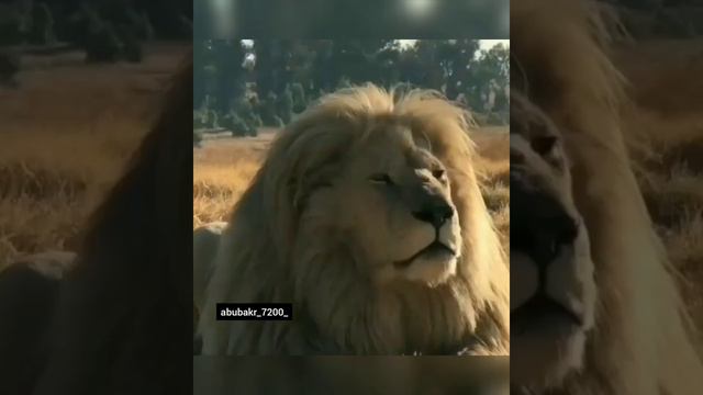 Сильный Нашид в мире Ахи ♥