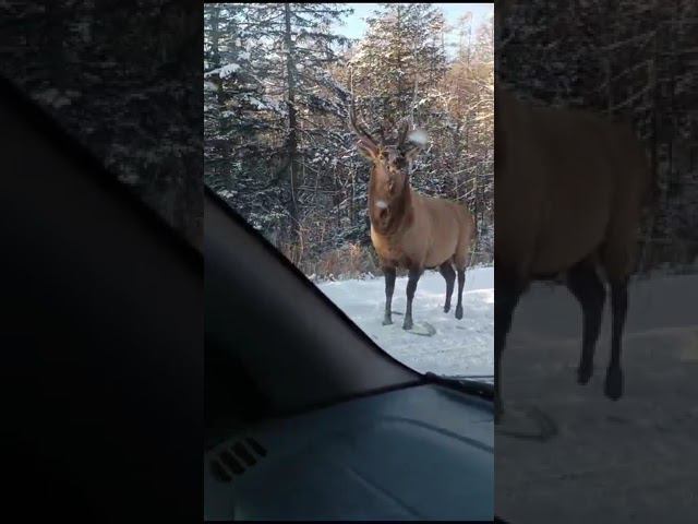 олень очень сильно обиделся за то, что его назвали лосем жестоко отомстил обидчице за это.#️shorts