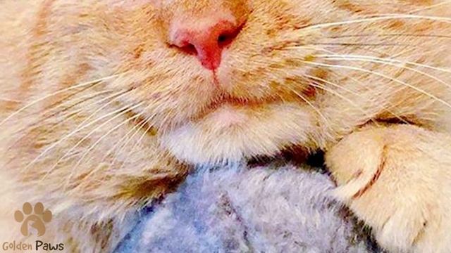 The Sick Cat Lived On the Street for Years, Crying His Eyes Begging for Food from Passersby