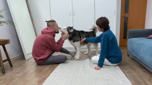 Who Will My Dogs Save First? Reaction Of Husky And Cats To Fake Fainting
