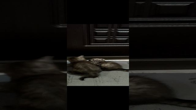 VID_20230715_104542.mp4