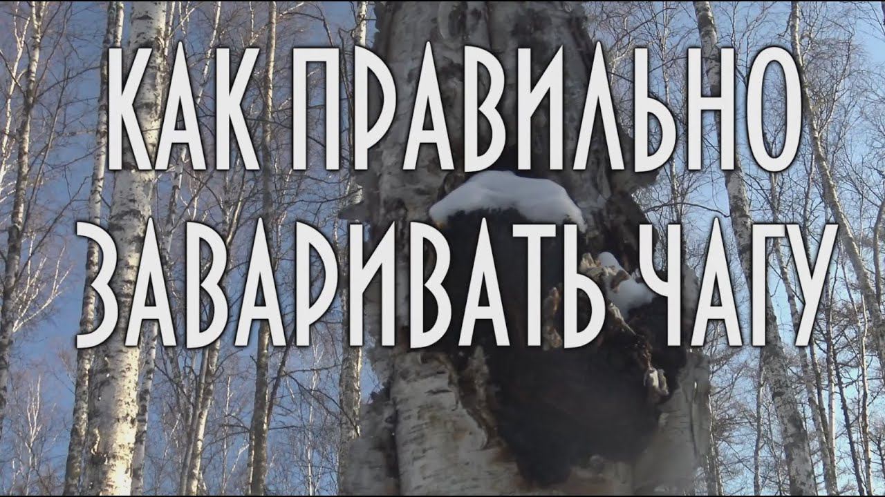 КАК ПРАВИЛЬНО ЗАВАРИВАТЬ ЧАГУ, БЕРЕЗОВЫЙ ГРИБ | ЧАГА. УНИКАЛЬНОЕ ЛЕКАРСТВЕННОЕ СРЕДСТВО