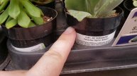 House Plant Shopping at Lowe's..Again! | July 2019 | Graceful Plants