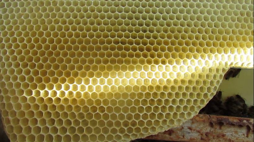 перевожу пчел на ячейку 4,6 - 5,0 мм, часть 63, пчела без вощины строит ячейку 5,1 мм, а не 5,4 мм