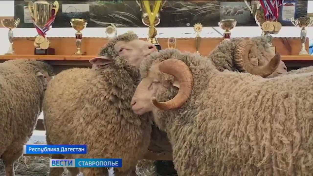 Эксперты высоко оценили ставропольскую селекцию коз и овец на всероссийской выставке