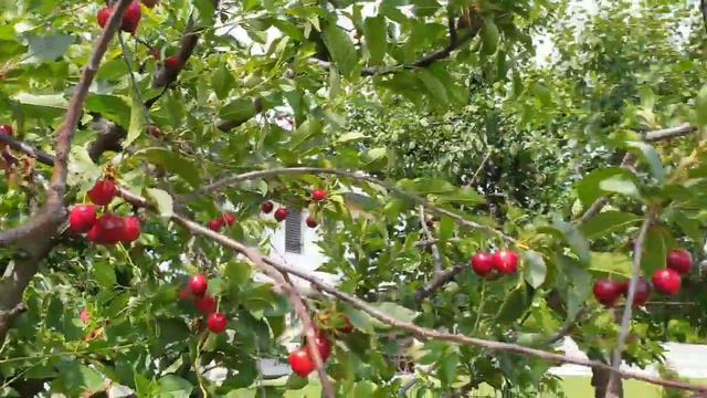 PANEN BUAH CHERRY & APRICOT SEPUASNYA DI KEBUN KAKAK IPAR | PETIK CHERRY SEPUASNY|Renny wong ndeso