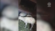 Жестокая расправа. В Тукаевском районе бродячие собаки напали на овец закрытых в сарае.