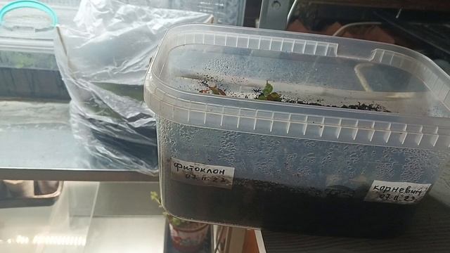 Черенкование роз почкой осенью. 2 часть эксперемента.