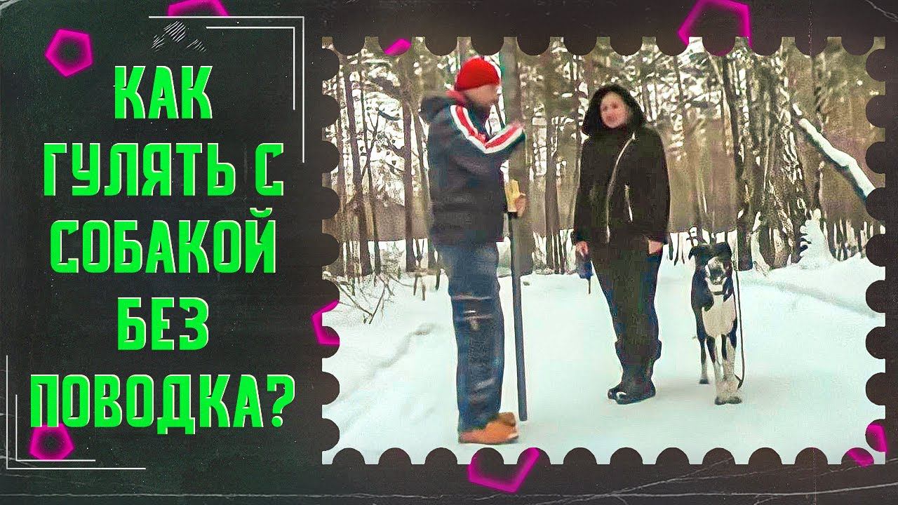 ФИЛКак гулять без поводка и многое другое