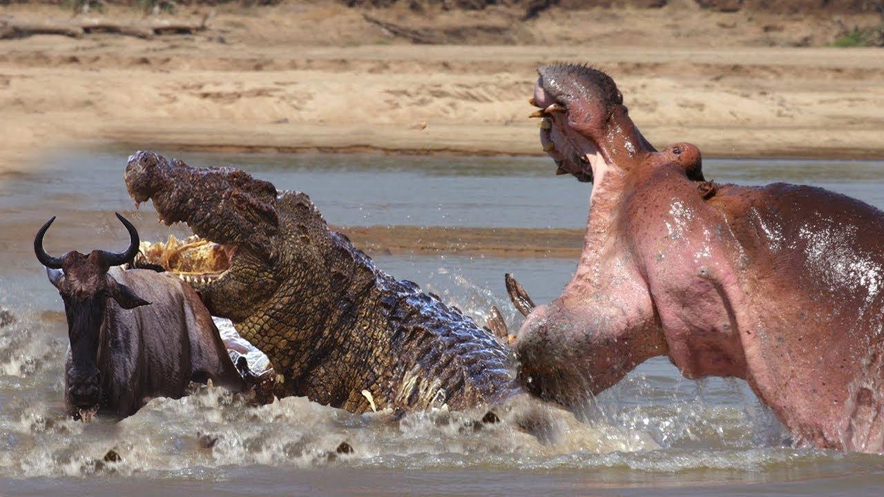 Крокодил хотел поужинать антилопой, но тут появился бегемот.Случаи когда животные спасают друг друга