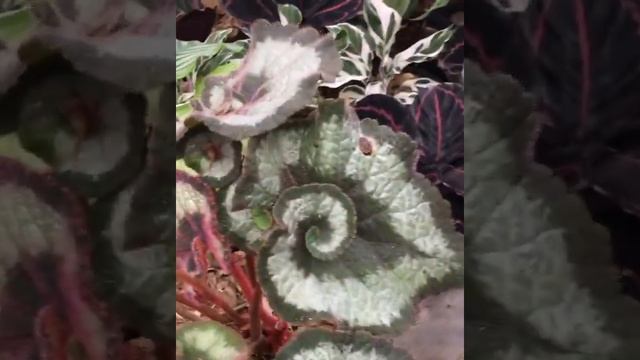 Begonia Escargot #begonia