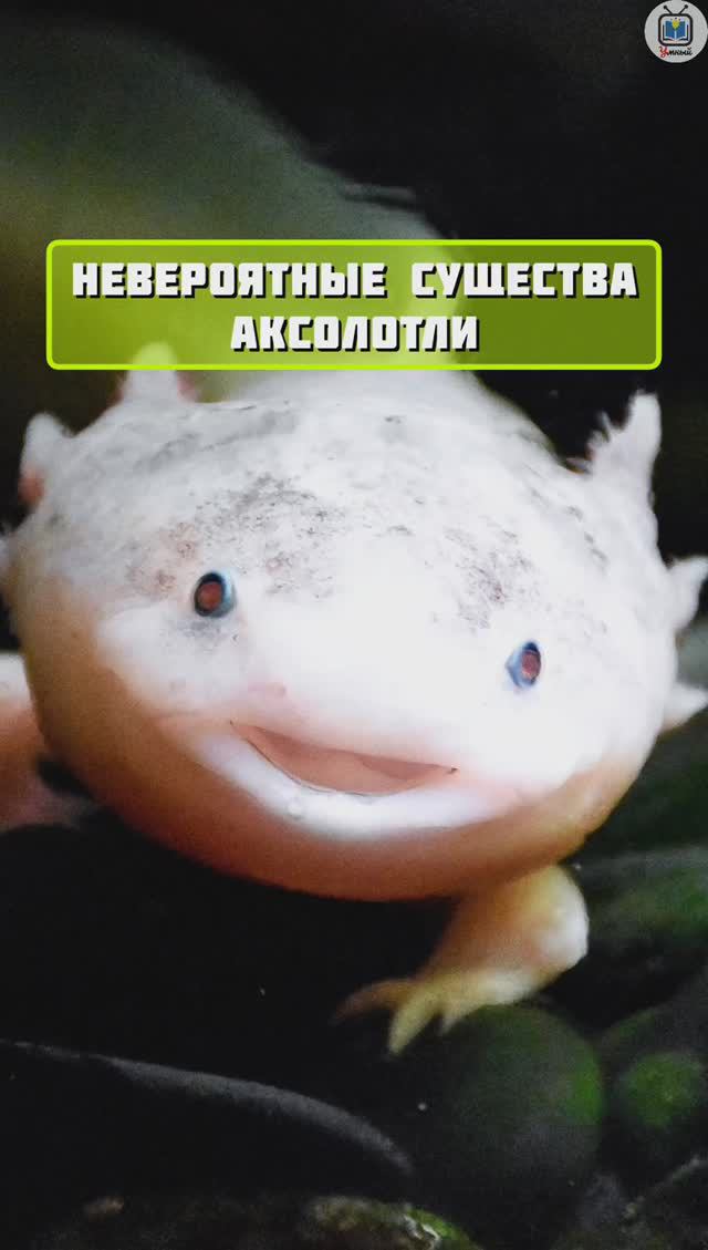 Удивительное создание аксолотль