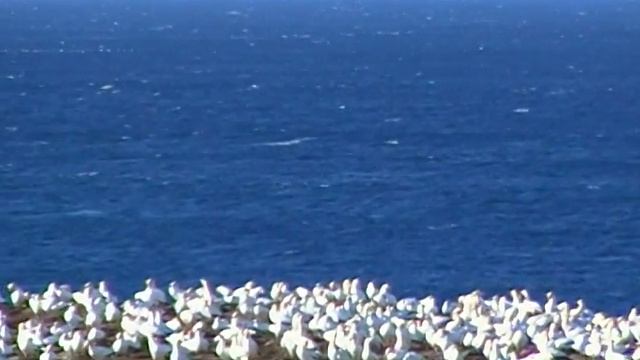 Australasian Gannets. Австралийские олуши (35sp)