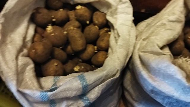 Для повышения эффективности урожая картофеля нужно знать небольшие нюансы.